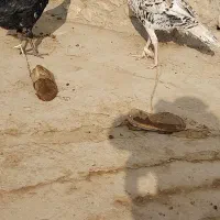 بوقلمون|حیوانات مزرعه|ماهیدشت, |دیوار