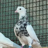 طوقی سرور سور زرین الماسی همه خالی عالی نسل دار|پرنده|کرمان, |دیوار