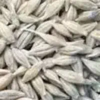 خریدار جو  محلی بذری نقدی
