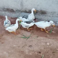 شهرستان ماکو