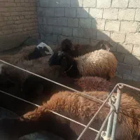 میش قزل آبستن|حیوانات مزرعه|داران, |دیوار