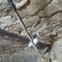 دوعددسره قفسی