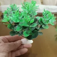 گیاه آکواریومی|ماهی|مشکیندشت, |دیوار