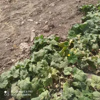 ۱۲۰۰ متر زمین در میرآباد بالا خیابان تختی|فروش زمین و ملک کلنگی|نیشابور, مازول|دیوار