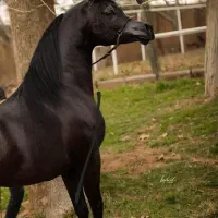 اسب