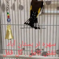 سهره نررسمی منطقه سردسیر بستان آباد،سرمایی،بخون