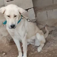 سگ ماده سرابی