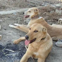 فروش دوقلاده سگ ماسدیف(نژادسرابی)ماده۸ماهه