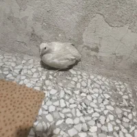 بلدرچین نر