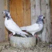 یک جفت نرو ماده کله ابر پاکستانی