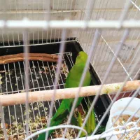 طوطی ملنگو ماده بالغ با قفس