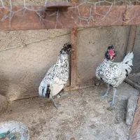 خروس مینیاتوری|حیوانات مزرعه|نیشابور, مازول|دیوار