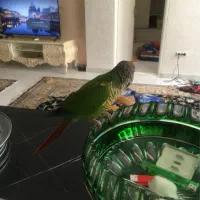 طوطی گرنجگ سخنگو