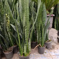 حراج واقعی سانسوریا|گل و گیاه طبیعی|مشهد, کوی المهدی|دیوار