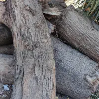 خرید تنه درخت