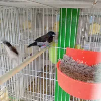 فنچ بنگالی گلدین|پرنده|مشهد, انقلاب|دیوار