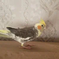 عروس ماده