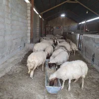 گوسفند