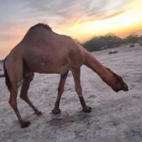 شتر|حیوانات مزرعه|میناب, |دیوار