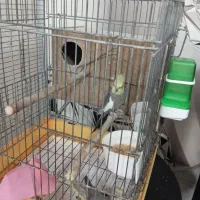 یک جفت عروس هلندی مولد|پرنده|کهریزک, |دیوار