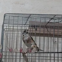جوجه سهره نیم گل