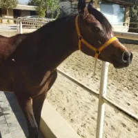 کره اسب  مادیان عرب و مادیان وارداتی عرب|اسب و تجهیزات اسب‌سواری|کوهسار (البرز), |دیوار