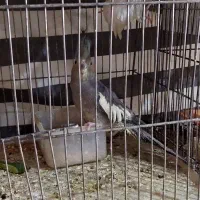 عروس ، فنچ و قناری