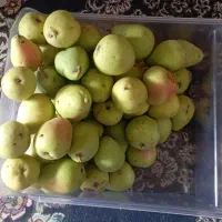 فروش گلابی