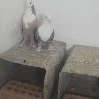 ی جفت سر سفید خشگل