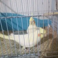 جفت عروس هلندی|پرنده|قهستان, |دیوار