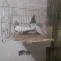 تعدادی کبوتر|پرنده|گرمی, |دیوار