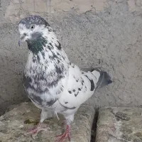 کفتر نر قاره سیاه|پرنده|فردیس, فردیس|دیوار