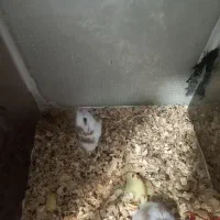 همستر نر و ماده با بچه