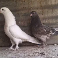 کفتر  ۲تا جوجه  کاکولی پرپا