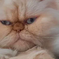 گربه پرشین ماده|گربه|پاکدشت, پاکدشت (مامازند)|دیوار