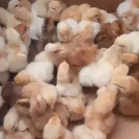 جوجه تخمگذار لوهمن نسل اول اصیل|حیوانات مزرعه|تهران, بازار|دیوار