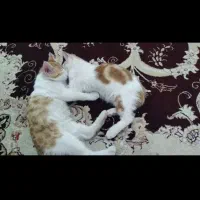 گربه گمشده|حیوانات|تبریز, |دیوار