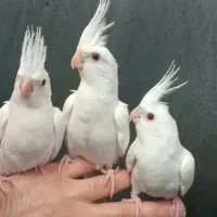 طوطی کوکاتیل رام سخنگو