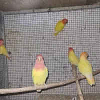 تعدادی کوتوله اوپال سرقرمز