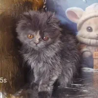 بریتیش لانگ هیر بلو|گربه|اراک, |دیوار