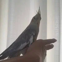 عروس هلندی ارام ودستی وسخنگو|پرنده|گالیکش, |دیوار