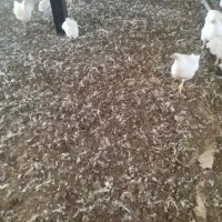 کود مرغی سالنی گوشتی خشک