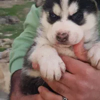 توله هاسکی مالاموت