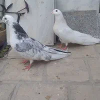 یک جفت کبوتر|پرنده|اردکان, |دیوار