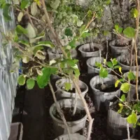 نهال فروشی|گل و گیاه طبیعی|رامهرمز, |دیوار