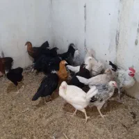 مرغ و خروس فروشی