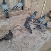 ۶ عدد مسافتی دیوانه
