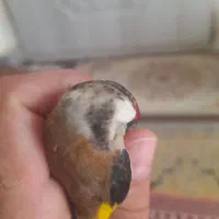 سهره ماده داغسر عروسک