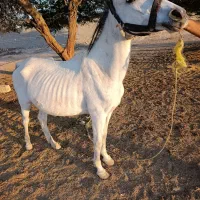 اسب مادیان کره الاغ نر