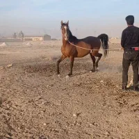 اسب|اسب و تجهیزات اسب‌سواری|مرودشت, رودبال|دیوار